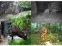 Zdjęcia wykonane przez kamerę fotopułapkę dla leśniczego, monitoring lasu, nagrania wideo HD 720P, zdjęcia 12Mpix