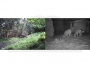 Zdjęcia wykonane przez kamerę fotopułapkę dla leśniczego, monitoring lasu, nagrania wideo HD 1080P, zdjęcia 12Mpix