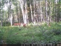 Zdięcie wykonane z kamery - Kamera pułapka dla leśnika 12MPix HD, fotopułapka, monitoring lasu - RF-TRAPCAM-202D-WTR